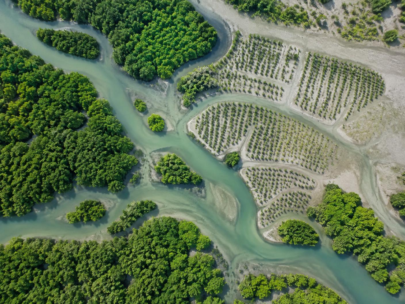 Aerial view of monitored mangrove restoration plots